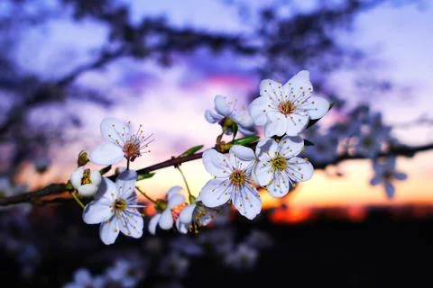 Cherry flower at sunset Stock Photos