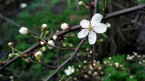 A cherry flower sways on a bancrh Stock Footage 239624418