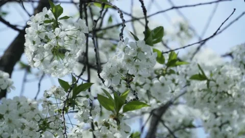 Cherry Flower Trees At Spring Peach flowers watercolor Stockbeeldmateriaal 153717738