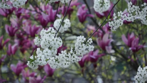 Cherry Flower Trees At Spring trees in full blossom Stock Footage 153716364