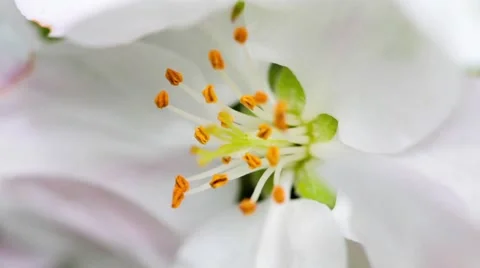 Cherry flower on the wind Stock Footage 50636416