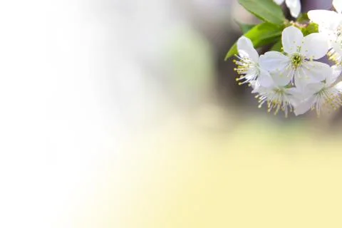 Cherry flower on a yellow background Stock Photos