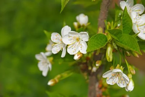 Cherry flowering Stock Photos