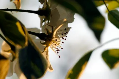 Cherry flowering Stock Photos