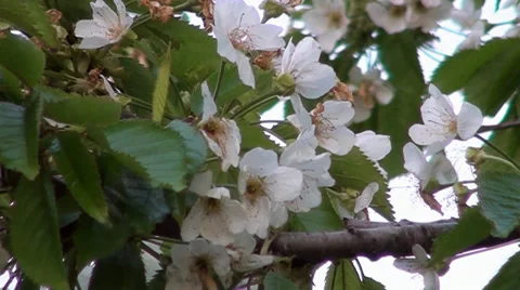 A cherry flowering in spring Stock Footage 32905715