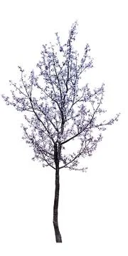 Cherry flowering tree isolated on white Stock Illustration