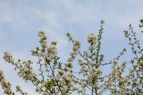 A cherry flowering tree Stock Photos