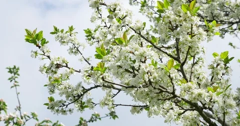 Cherry flowering. White blossoms on tree. Spring nature Stock Footage 107281915