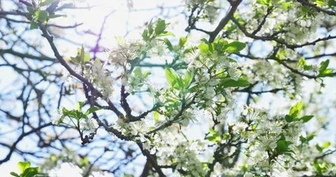 Cherry flowering. White blossoms on tree. Spring nature Stock Footage 107284476