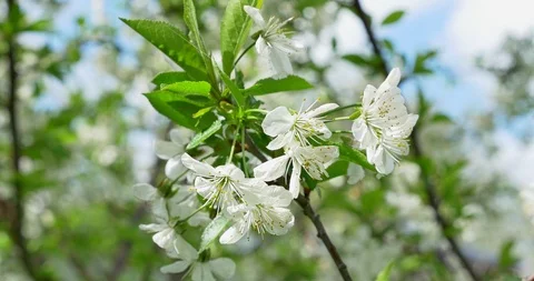 Cherry flowering. White blossoms on tree. Spring nature Видео 107284687