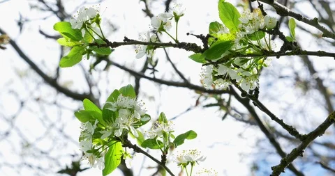 Cherry flowering. White blossoms on tree. Spring nature Stock Footage 107285052
