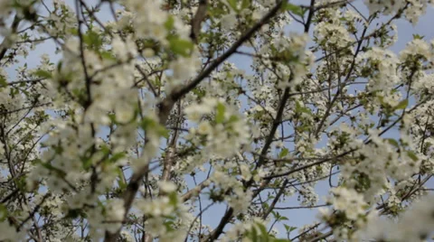 Cherry Flowers 3 Stock Footage 34424229