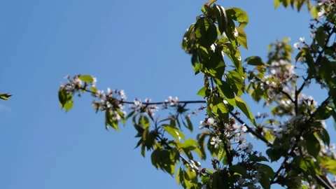 Cherry flowers against the blue sky close-up. Cherry blossom close-up. Fresh Stock Footage 194583436