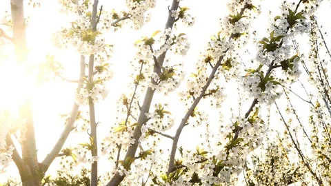 Cherry flowers and sunset Stock Footage 86448692