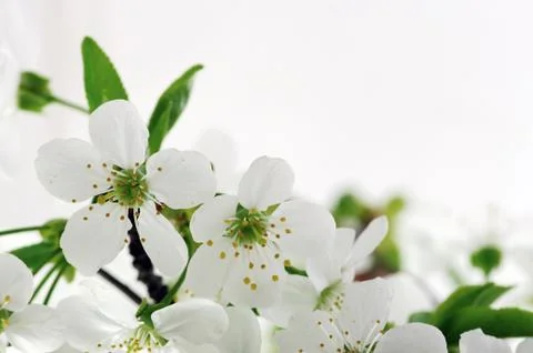 Cherry flowers background Stock Photos