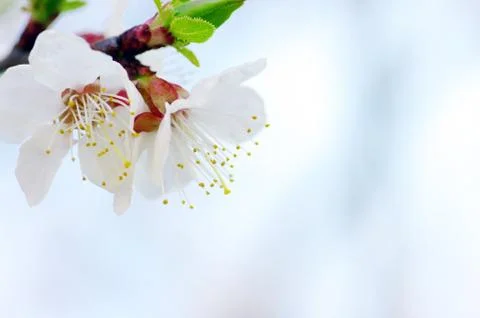 Cherry flowers background Stock Photos