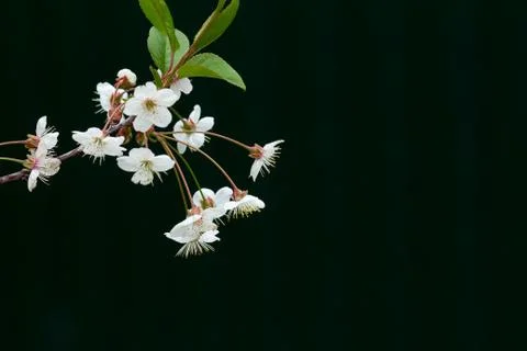 Cherry flowers on black background Stock Photos