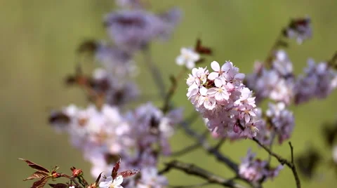 Cherry flowers in bloom close up Video stock 59649100