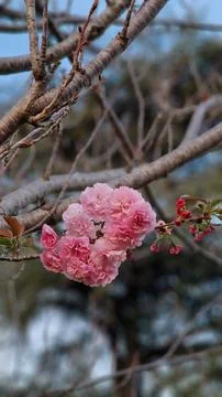 Cherry flowers blooming Stock Photos