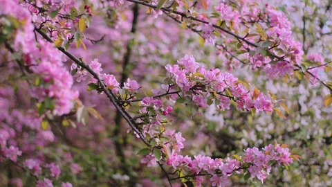  Cherry flowers blooming in the spring. Stock Footage 88864758