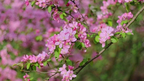  Cherry flowers blooming in the spring. Stock Footage 88865388