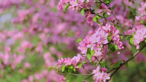  Cherry flowers blooming in the spring. Stock Footage 88865459