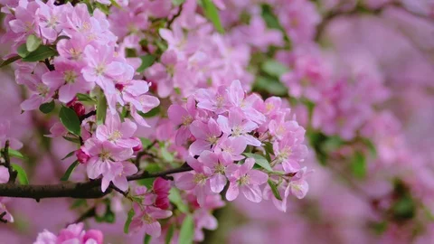 Cherry flowers blooming in the spring. Stock Footage 88869529