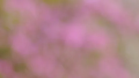  Cherry flowers blooming in the spring. Stock-Footage 88869814