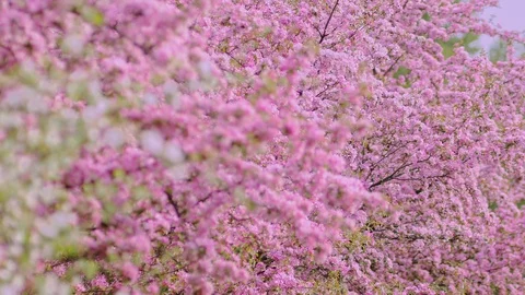  Cherry flowers blooming in the spring. Stock Footage 88869905