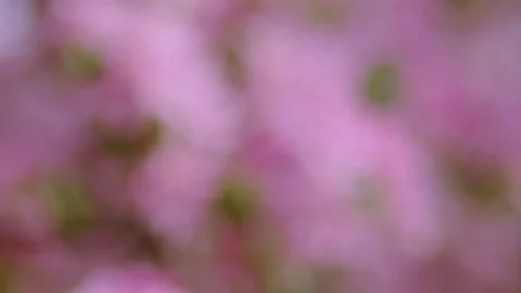  Cherry flowers blooming in the spring. Vidéo 88871969