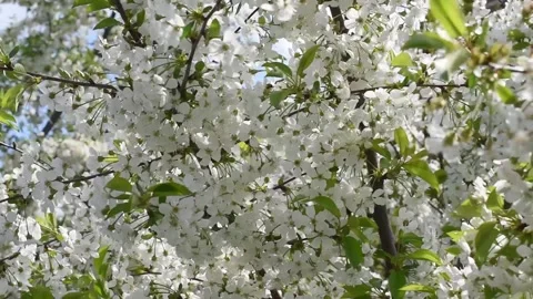 Cherry flowers blooming in the spring.Flowering garden fruit tree.Sakura flower. Stock Footage 182065178