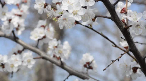 Cherry flowers blooming in springtime. Dolly shot. Vídeos de archivo 22923150