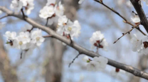 Cherry flowers blooming in springtime. Dolly shot. Video stock 22923153