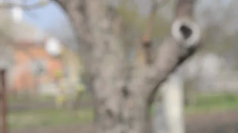 Cherry flowers blooming in springtime. Dolly shot. Video stock 22923158