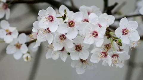 Cherry flowers blooming in springtime. Stock Footage 72901872