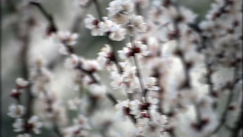 Cherry flowers blooming in springtime. Stock Footage 74330232