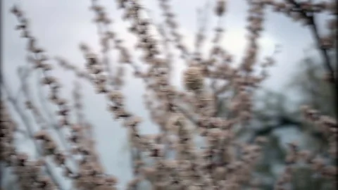 Cherry flowers blooming in springtime. Stock Footage 75841228