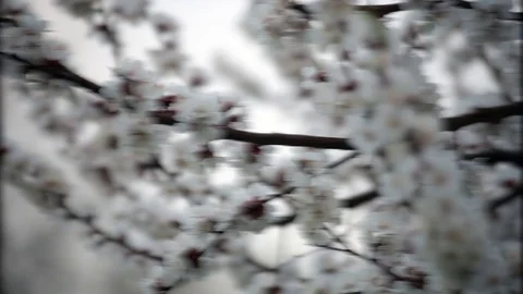 Cherry flowers blooming in springtime. 스톡 동영상 80066568