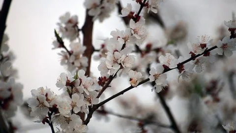 Cherry flowers blooming in springtime. Stock Footage 80066684