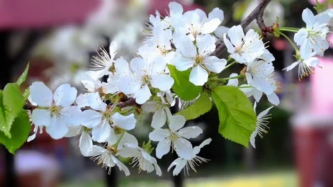 Cherry flowers blooming in springtime moving from defocus to focus Stock Footage 88617989