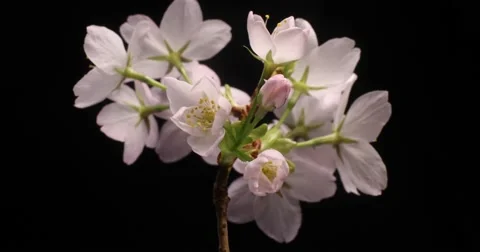 Cherry flowers blossom bud growing time-lapse Stock Footage