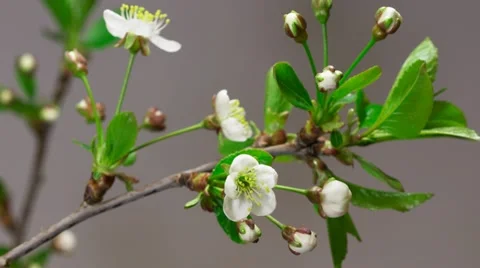 Cherry flowers blossoming time-lapse - macro blossom grow closeup Stock Footage