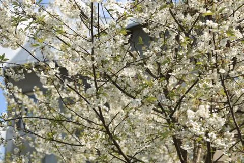 Cherry flowers blum Stock Photos