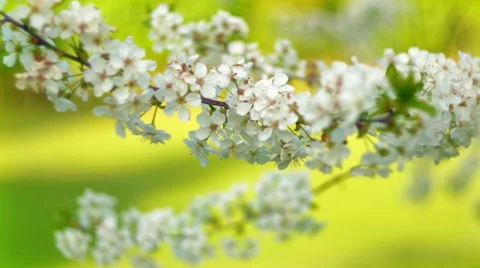 Cherry flowers bokeh HD Stock Footage 52633222