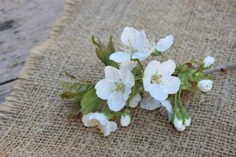 Cherry flowers on branch Stock Photos