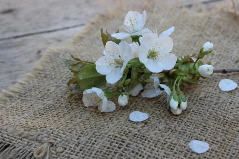 Cherry flowers on branch Stock Photos