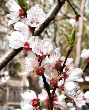 Cherry flowers on a branch Stock Photos