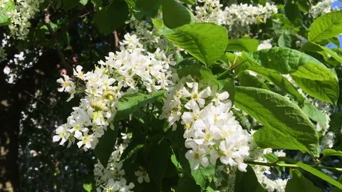 Cherry Flowers Branch Swaying in the Wind in the Cherry Garden at Sunset Stock Footage 75700622