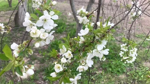 Cherry flowers. Cherry tree branch in flowers. white cherry flowers. Stock Footage 173085533