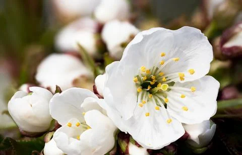 Cherry flowers close up Stock Photos